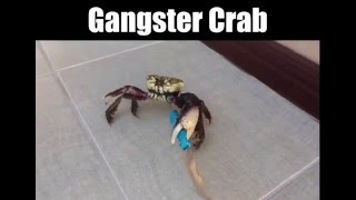 Gangster Crab