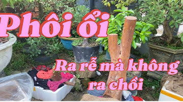 Phôi ổi đã ra rễ mà không mọc chồi-vì sao? Cách xử lý thế nào?