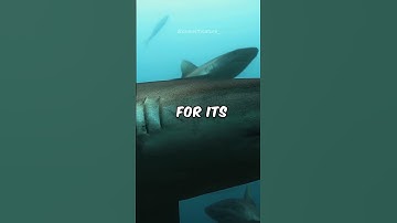 🦈 Shark Adventures: Dive into the World of Apex Predators! #shorts #animals #shark #ytshorts