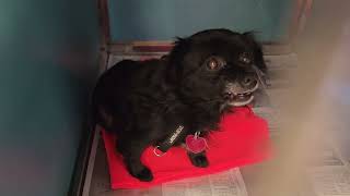Acs A816097