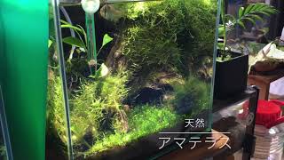 天然のアマテラス！