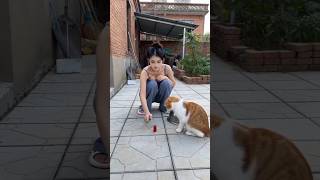 my cat pranked me #funnycat
