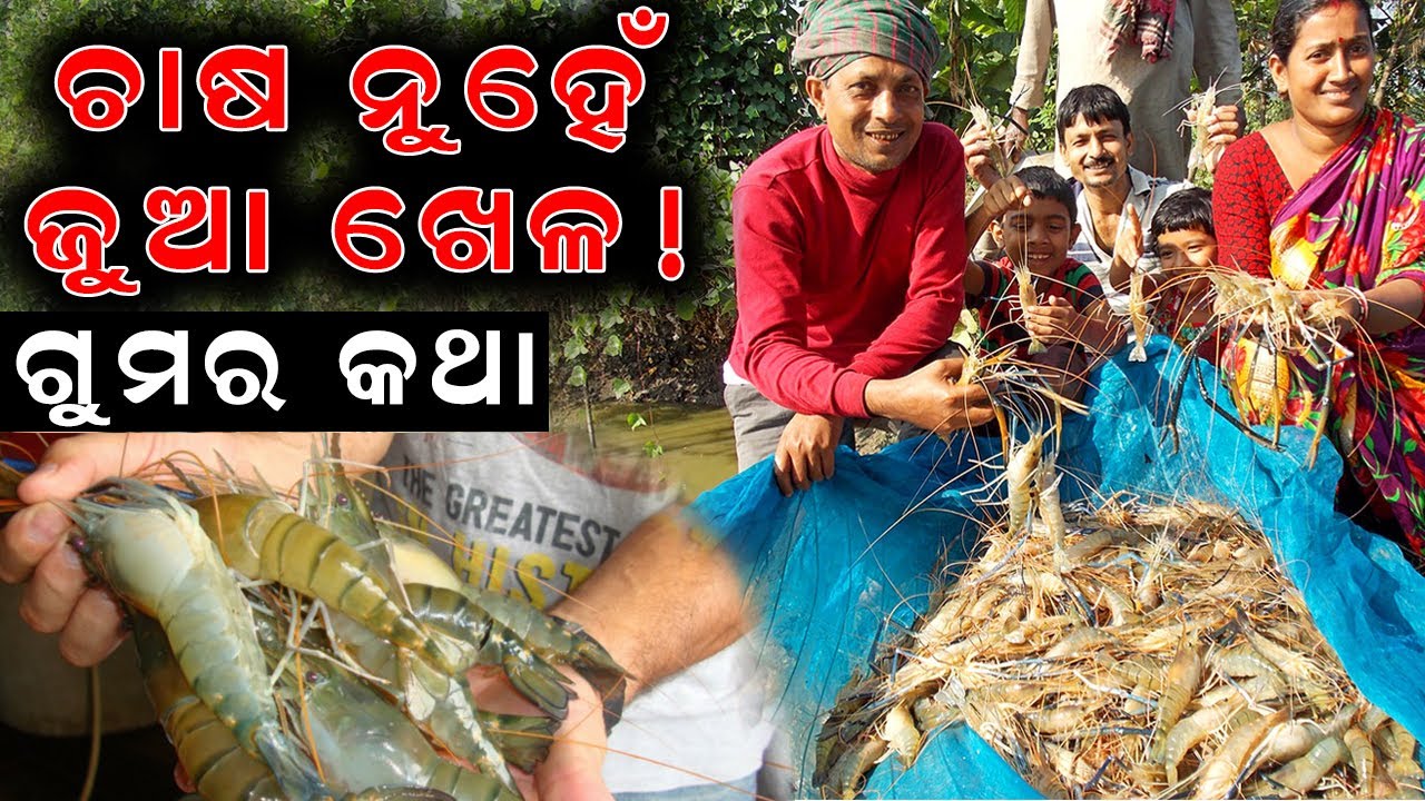 ଚାଷ ନୁହେଁ ଜୁଆ ଖେଳ || How Much risk in Prawn farm. 