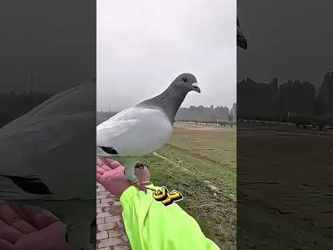 حمامة تعود بشكل غريب بعد طيرانها اكسبلور 