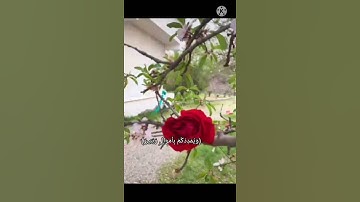 [ايات قرانيه قصيره] من القران الكريم#حلات وتس.    لاتنسوعمل اليك