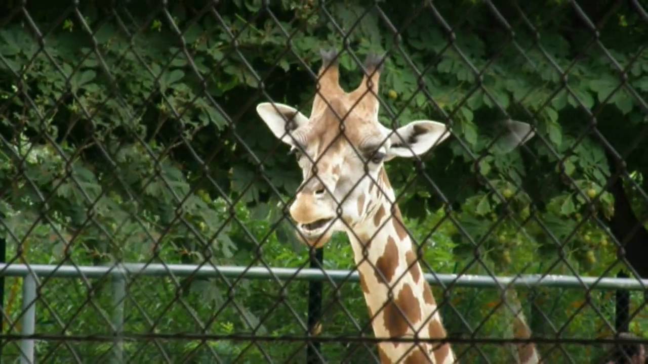 Giraffen