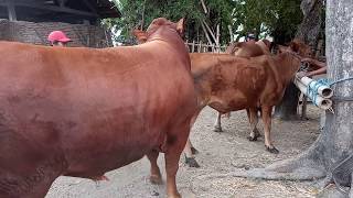 Steelers Brown Young Cow Mating With Big Bull Santa Clarita