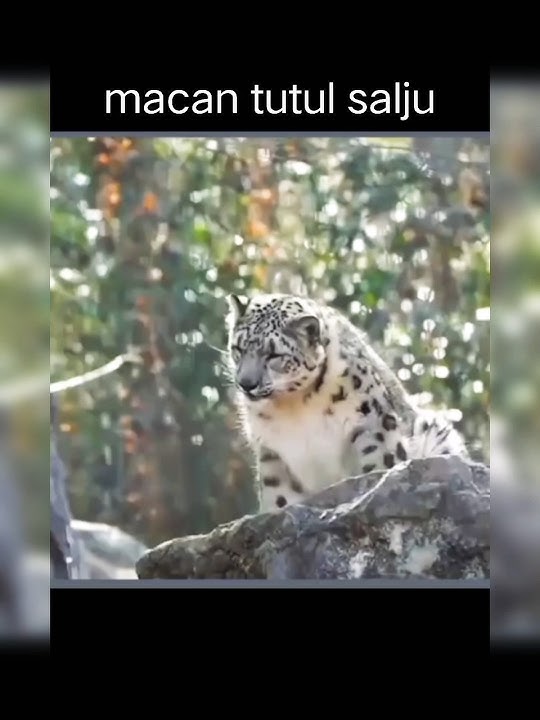 suara macan tutul salju #lucu #fakta #hewan #vidioshort