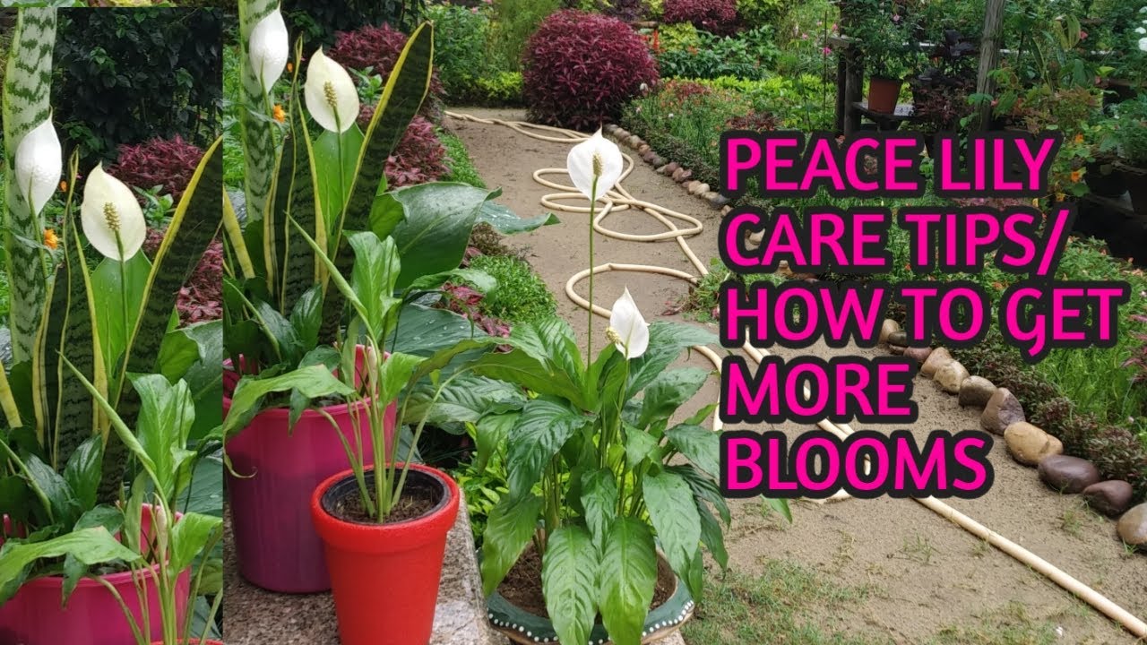 ������PEACE LILY PLANT������/caring tips/how to get more flowers/which fertilizer good in summer - YouTube