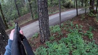 NON LETHAL, Shooting a nuisance black bear with a rubber bullet