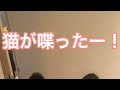 【暇つぶし】一話目の感じを出す選手権【ルームシェア】