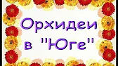 Орхидеи,узамба́рские фиалки,Самара🌺