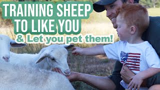 How to Train Sheep to Come to You | How to Get Sheep to Like You | Petting Sheep on the Homestead
