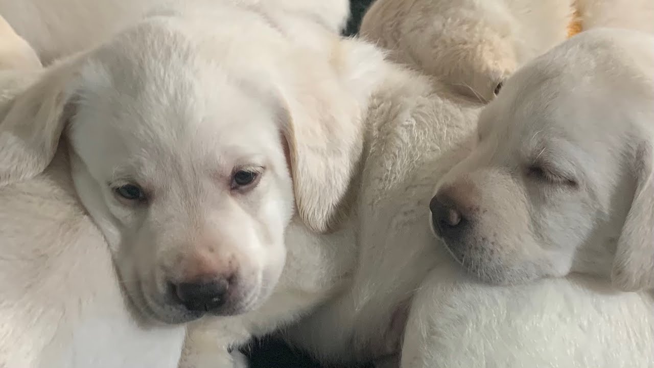 Lab Puppies - LIVE STREAM ! Puppy Cam Jun 30 Pt 3 - YouTube