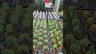 Download Lagu 2025.12.20 #shorts Nottcutts Garden Centre, Shirley. MP3