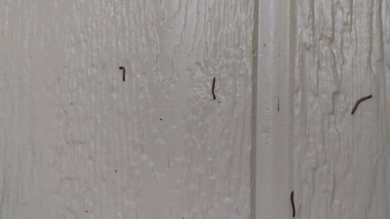 Millipedes | Daphne Richards | Central Texas Gardener