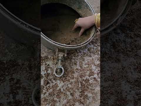 أعظم طبخ عود لاوسي غابة