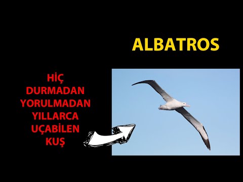 Yıllarca Hiç Durmadan Uçan Kuş - Albatros