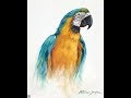 The Beauty of Oil Painting, Series 3, Episode 5 &quot; Blue and Gold Macaw &quot;