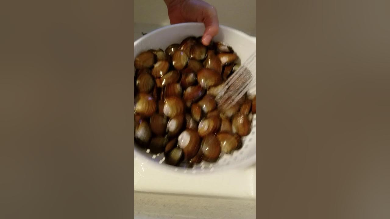 Purple Varnish Clam Prep for Cooking YouTube