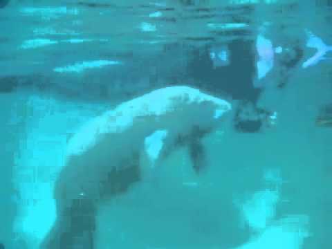 camera iphone 8 plus apk Me and the baby manatee