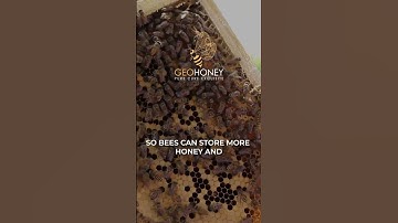 Why Do bees Build In Hexagons #bees #hexagon #facts #pollination #environment