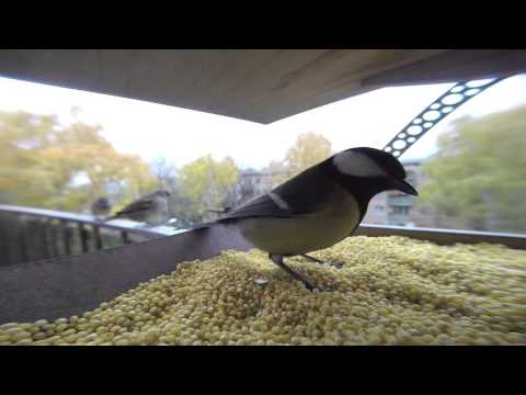 Parus 6