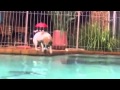 video perro pescador