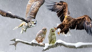 Owl Saves Owl's Family From Eagle Hunting
