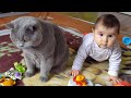 British Shorthair Cat vs Baby