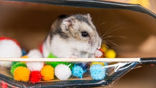 Hamster parcours 🐹 Hamster in the parcours house 🐹 Pets in real life