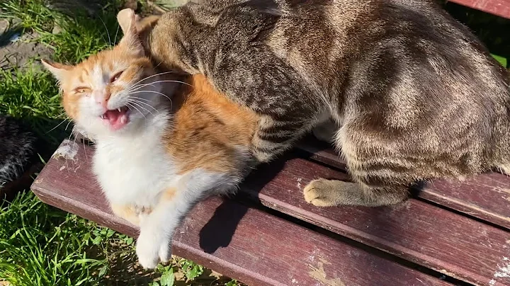 Watch the video about Tabby Cat is trying to mate with the female Kitten. Kitten is very beautiful ❤