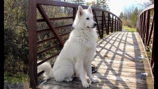 Знакомьтесь: Белая Швейцарская Овчарка #бшо Знакомьтесь: Белая Швейцарская Овчарка #бшо