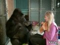 Koko answers "Where does the baby drink?"