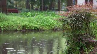 The beautiful forest is raining(146) , sleep, relax, meditate, study, work, ASMR