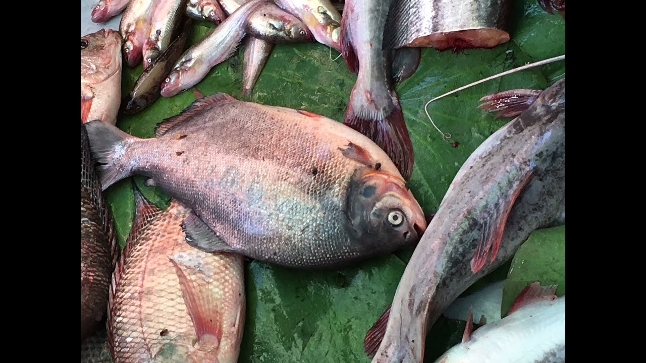 natural life store Amazing Cutting Fish | Fastest Fish Cutting | cutting fish in cambodia(11)