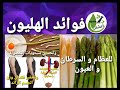 فوائد الهليون للخصو بة والجهاز البولي للعظام تعديل المزاج والكثير الهليون السكوم اعشاب 