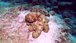 Divers Paradise Bonaire | 2019: Octopus