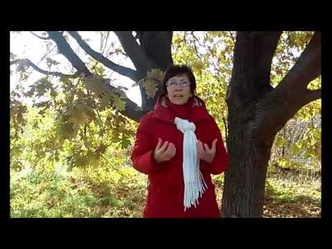 Чему научила меня история с дубом на даче.