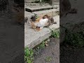 Kucing lucu bolt lagi makan pagi #kucingbelangtiga #kucinglucu #kucingmakan