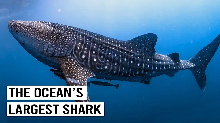 Whale Sharks: Giants That Rule The Ocean