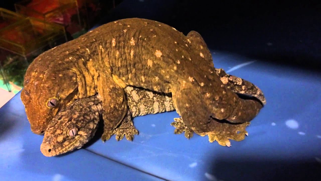 Leachianus breeding in public - YouTube