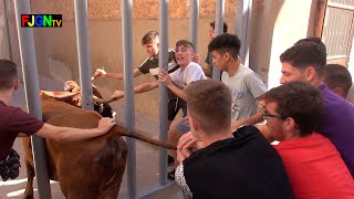 6 Encierros toros y vacas Roser 2019 - Almassora (Almazora, Castellon) Bous Al Carrer [Toros FJGNtv]