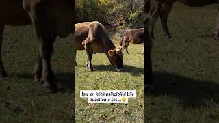 Kaydedin, kötü günlerde açıp dinleyin 🌿 #viral #reels #trending #keşfet #farming