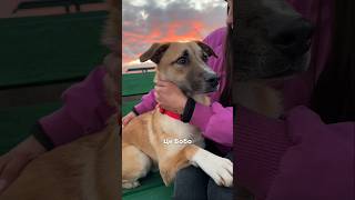 Бобо досі чекає на свою родину