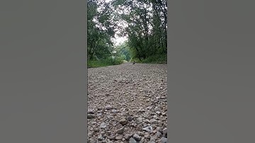 Stampede vs Rustler 🤭