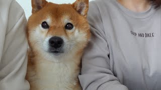 柴犬ハチ、ママ大好きすぎて犬語でこうなる。