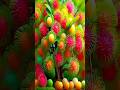 Easy and fast techniques for propagating and growing rambutan fruit trees #garden #nature #fruit