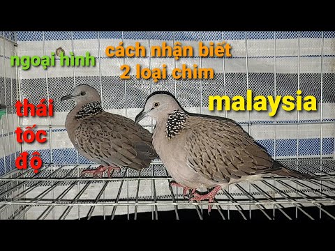 cách nhận biết 2 loại chim | thái tốc độ và malaysia trại chim thế hiển chia sẻ kinh nghiệm mới nhất 2023