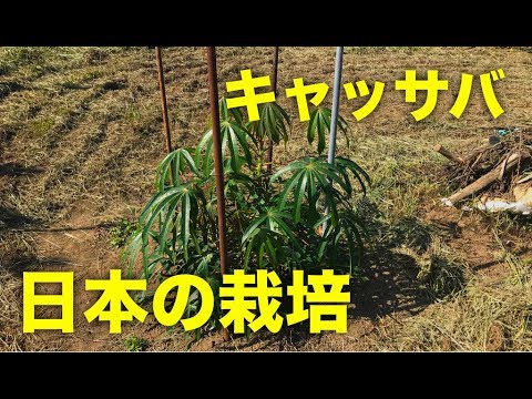 1苗２９６円★５０本、キャッサバ＝芽出し苗◆キャッサバ芋、猛暑平気◆ゴールデン種 1苗296円☆50本、キャッサバ＝芽出し苗◇キャッサバ芋
